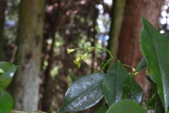 Pittosporum illicioides
