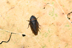 Aphrodes