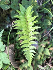 Polystichum mayebarae