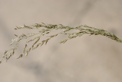 Eragrostis pilosa