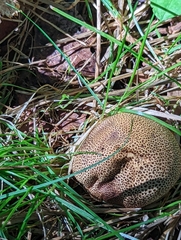 Scleroderma citrinum