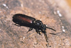 Rhysodes sulcatus