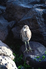 Nyctanassa violacea pauper