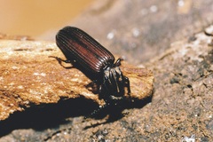 Rhysodes sulcatus