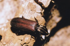 Rhysodes sulcatus