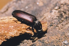 Rhysodes sulcatus