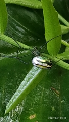 Leucauge