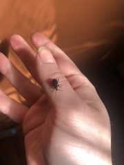 Otiorhynchus rugosostriatus