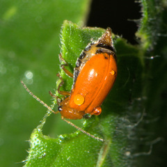 Aulacophora indica