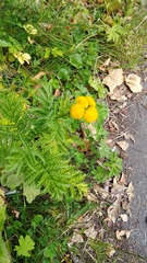 Tanacetum vulgare