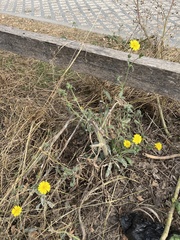 Helminthotheca echioides