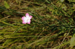 Dianthus capitatus