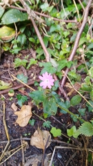 Silene dioica