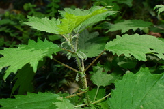 Urtica fissa