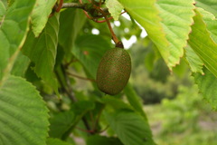 Davidia involucrata