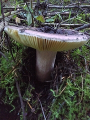 Russula xerampelina