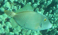 Cantherhines dumerilii