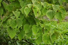 Davidia involucrata