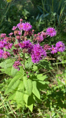 Vernonia baldwinii