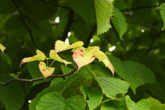 Davidia involucrata