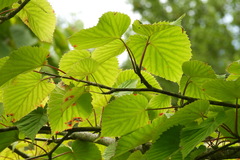 Davidia involucrata