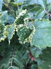 Daktulosphaira vitifoliae