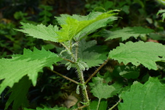 Urtica fissa