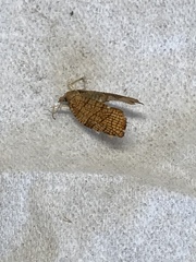 Tortricinae
