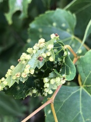 Daktulosphaira vitifoliae