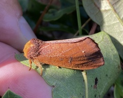 Datana ranaeceps