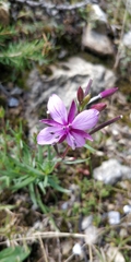 Chamaenerion fleischeri