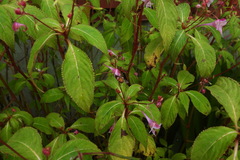 Impatiens devolii