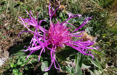 Centaurea phrygia pseudophrygia