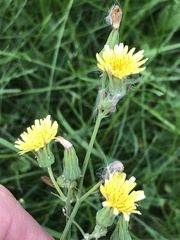 Sonchus oleraceus