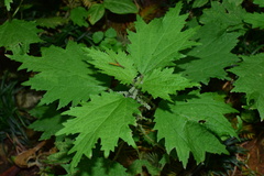 Urtica fissa