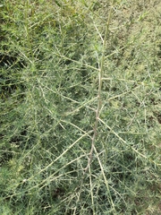 Salsola tragus