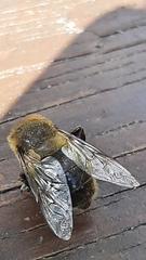 Eristalis