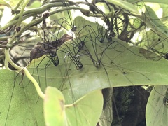 Sclerosomatidae
