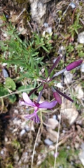 Chamaenerion fleischeri