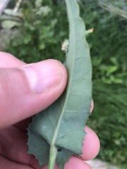 Sonchus oleraceus