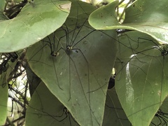 Sclerosomatidae