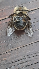 Eristalis