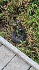 Agkistrodon piscivorus