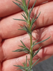 Salsola tragus