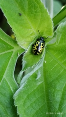 Zygogramma signatipennis