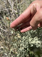 Asphondylia atriplicis