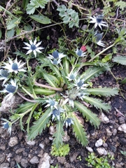 Eryngium carlinae