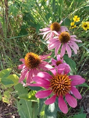 Echinacea purpurea