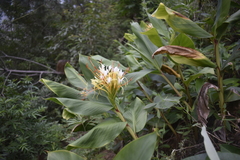 Hedychium ellipticum