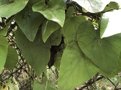 Sclerosomatidae